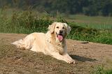 GOLDEN RETRIEVER 1076
